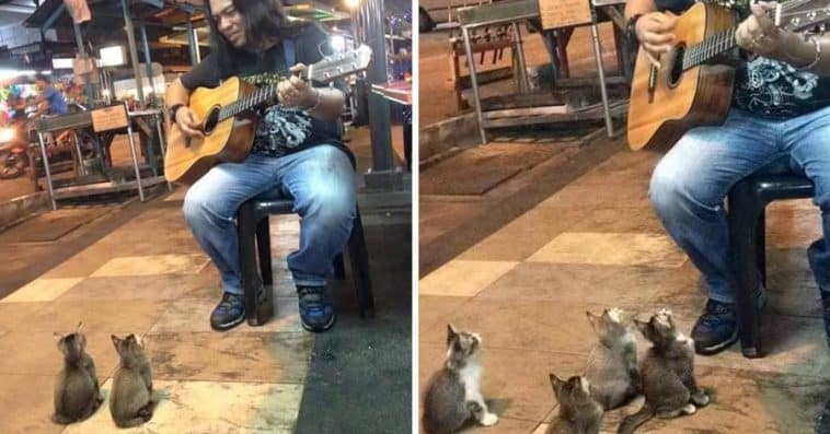 Street Singer Was Ignored By Everyone, Then 4 Kittens Came To Show Their Support