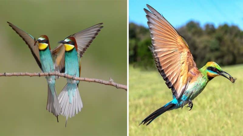 A Vivid Encounter: The Northern Carmine Bee-eater and Its Striking Plumage