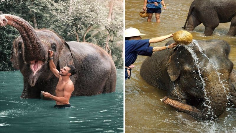 The Fascinating Social Ritual: Elephants’ Bonding and Playtime During Group Baths