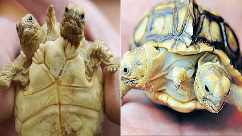 Unusual deep-sea creature discovered in the Pacific: mutant turtle, three-headed turtle, surprised everyone