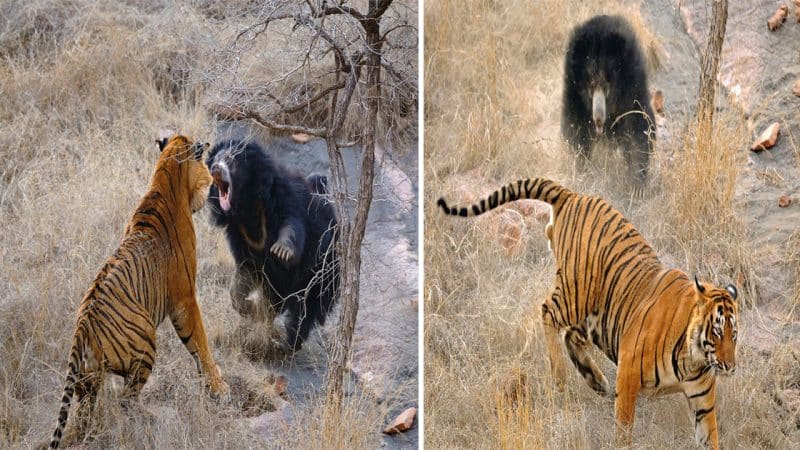 Fierce Motherly Protection: Incredible Photos Capture Angry Bear Chasing Off Tigers to Protect Cubs