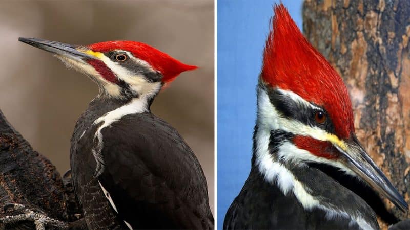 Encounter the Pileated Woodpecker: Master Carpenter of the Forest