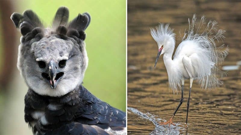 Exquisite Avian Wonders: Behold the 10 Most Breathtakingly Beautiful Birds on Earth