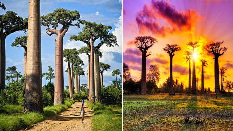 The Alley of Baobab Trees: A Majestic Wonder in Madagascar