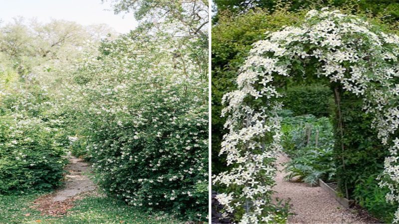 Aromatic Oasis: Exploring the Delightful Harmony of Gardens with Jasmine