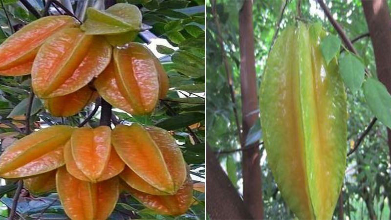 Exploring the Magnificence of the Giant Star Fruit