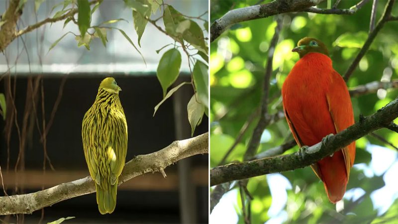 “The Golden Fruit Dove: A Stunning Display of Avian Beauty”