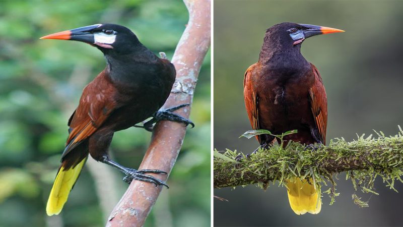 Montezuma Oropendola: The Resplendent Songbird of the Tropics