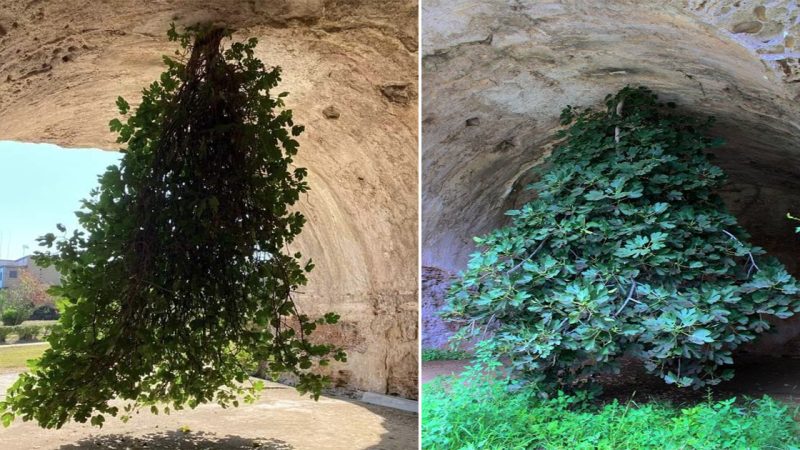 Enigmatic Allure: Italy’s Ancient Ruin Embraces an Upside-Down Suspended Fig Tree, a Symbol of Timeless Fascination