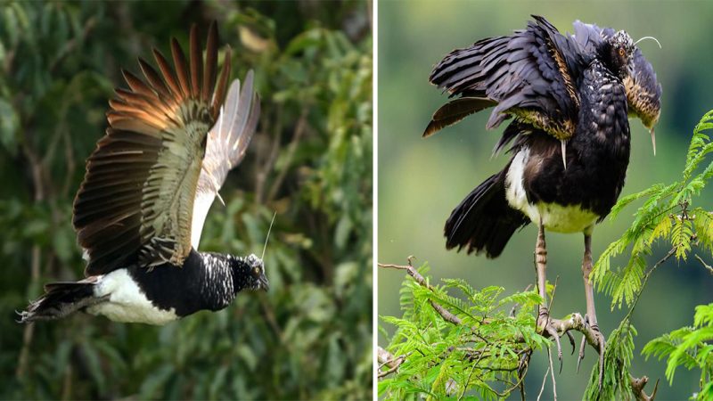 Horned Screamer: The Fascinating Bird with an Extraordinary Appearance