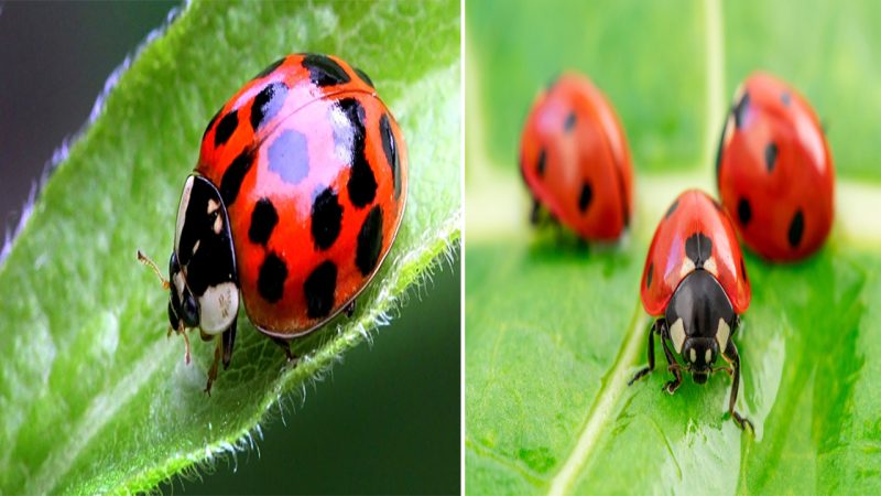 Ladybug: Nature’s Tiny Wonder