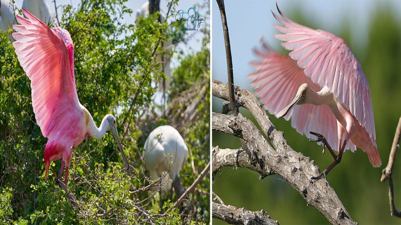 Roseate Spoonbill: The Graceful Beauty of Pink Plumage