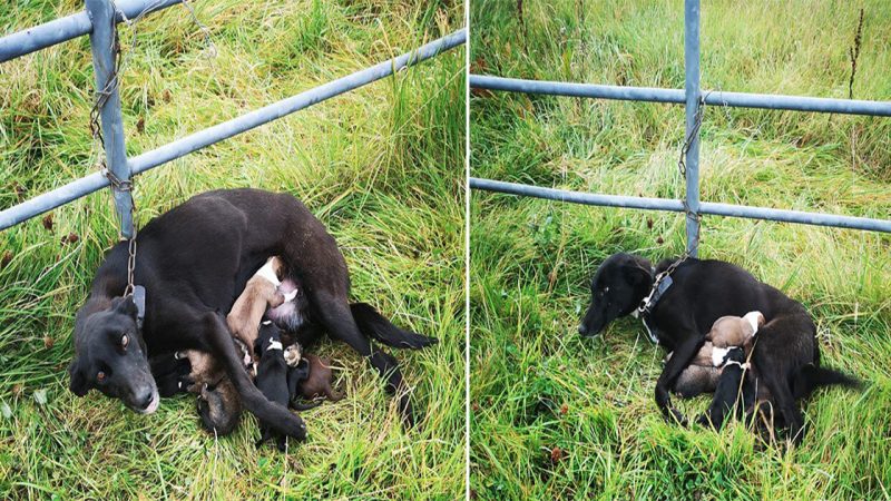 Heartbreaking Story of Abandoned Mother Dog and Her Puppies Rescued in Ireland