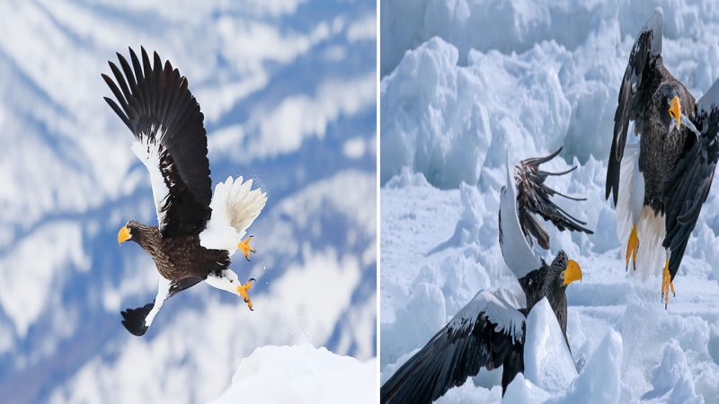 The Steller’s Sea Eagle: Majestic Ruler of the Arctic Skies