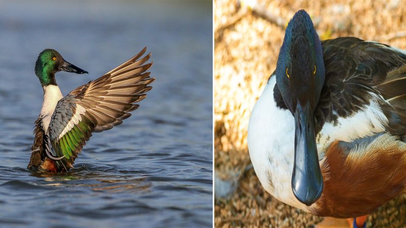 If it looks like a duck…   Northern Shoveler duck in Montana.