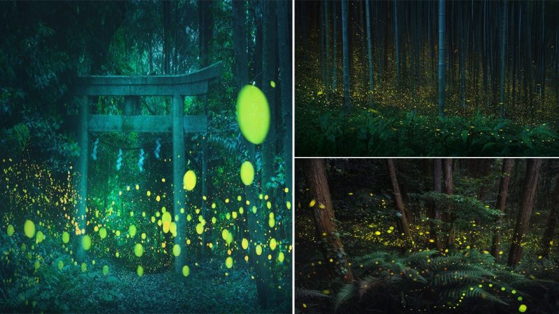 The hotaru season, which refers to fireflies in Japan, lasts from May to around July in different regions of the country.