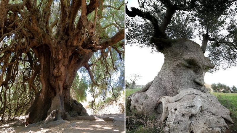 An ancient olive tree in Italy over 2500 years old!