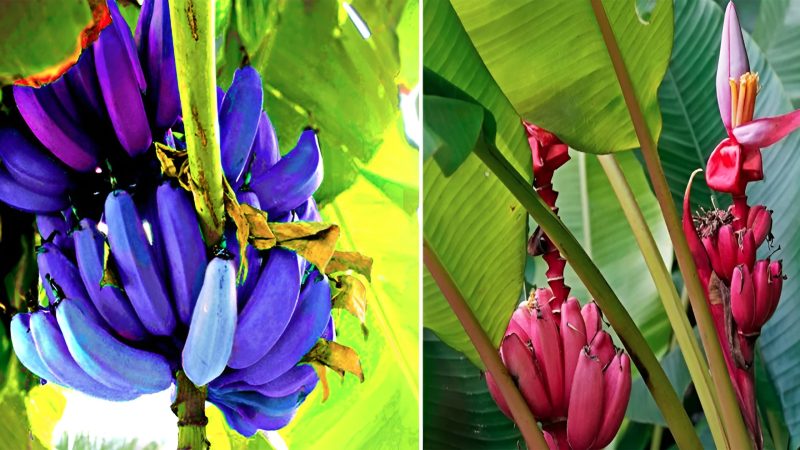 Exploring the diverse array of hues and shapes found in wild bananas in their native environment.