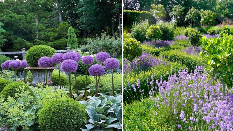 Purple Perfection: Discover Magical Landscaping Ideas with Purple Plants