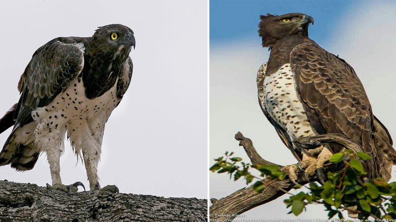 The Mighty Martial Eagle: The Mighty Martial Eagle