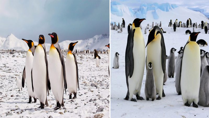 Spheniscidae: The Fascinating Family of Penguins