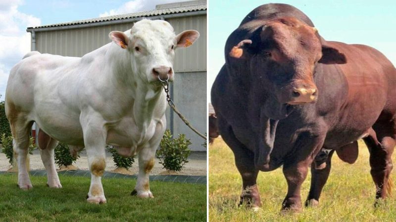 A miracle in terms of size and genetics, the giant bull is 8 tons, 40 feet tall.