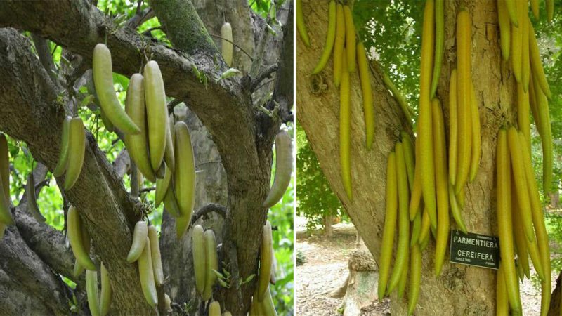 Parmentiera cereifera: Trees up to 10meters tall and germinated stems yield fruit up to 1.5meters