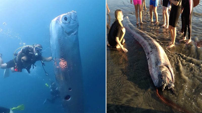 The world’s longest “water monster” is called “sea dragon”