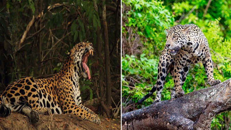 Juru, the dominant male jaguar of Northern Pantanal, Brazil.