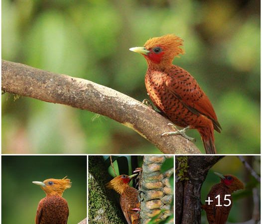 Discovering the Enigmatic Chestnut-colored Woodpecker: A Jewel of the Tropics