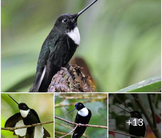 Jewel of the Heights: Unveiling the Collared Inca, a Colorful Hummingbird Native to the Andes