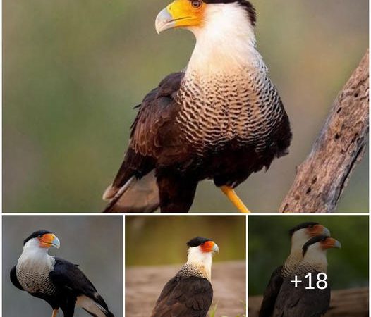 The Crested Caracara: A Bold and Opportunistic Bird of Prey