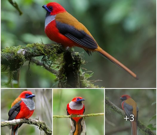 Whitehead’s Trogon (Harpactes whiteheadi): A Bird Species Found in the Philippines