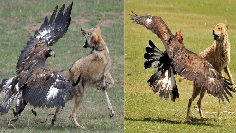 Eagle’s Mighty Talons Engage in Epic Battle, Overpowering the Mighty Wolf