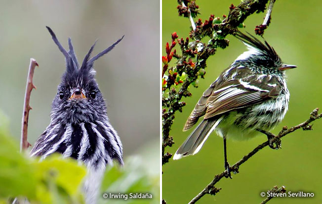 A Quirky Gem of the Avian World: The Black-Crested Tit-Tyrant