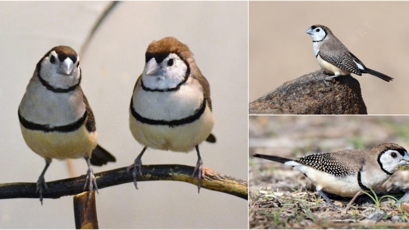 Introducing the Enigmatic Double-Barred Finch: A Glimpse into Its Owl-Like Charm