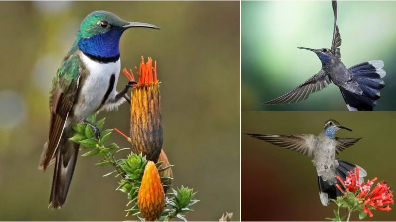 The Blue-Throated Hummingbird: A Jewel of the Northern Tropics