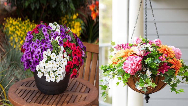 22 Beautiful Calibrachoa Colors You Can Grow From Cuttings And Seeds