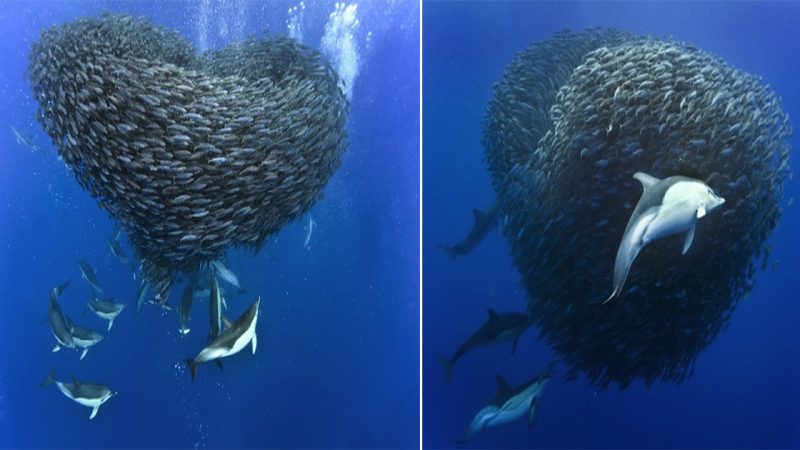 Captivating Images: Sharks and Dolphins Engage in Thrilling Mackerel Hunt