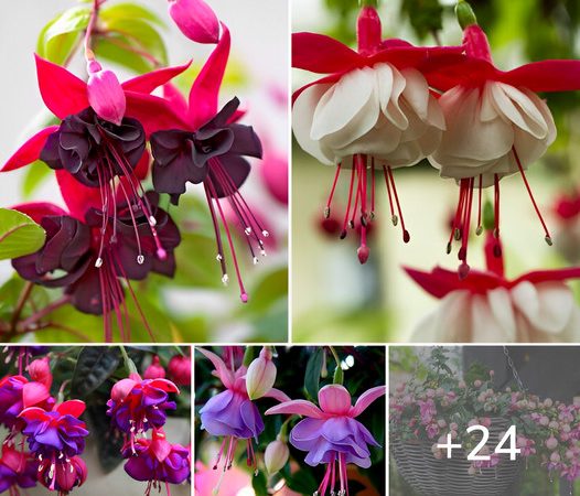 How to grow Fuchsia flowers at home from cuttings- Amazing 14 colors