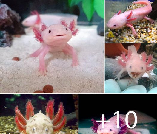 An Axolotl: A Super Cute and Ruthless Carnivore