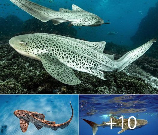 Discovering the Enchanting Leopard Sharks of Ningaloo Reef, Western Australia