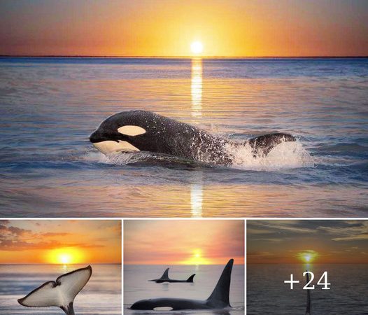 Photographer Mary Parkhill’s Dreamy Escapism: Stunning Images of Orcas and Sunsets