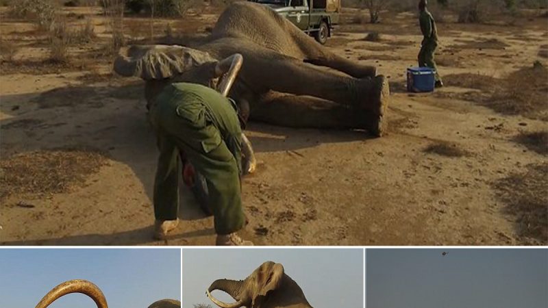 Crisis in the Wild: Elephant’s Dramatic Anesthetic Collapse and Heroic Battle Against Poison Arrow Wound