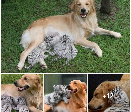 Boundless Motherly Affection: A Mother Dog’s Nurturing Instinct Knows No Bounds, Caring for Orphaned Tiger Cubs with Unconditional Love, Stirring Deep Emotions