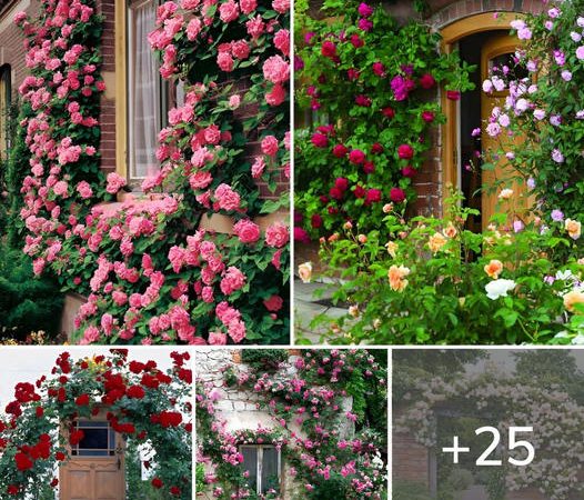 A Symphony Of Climbing Roses With 25 Captivating Images