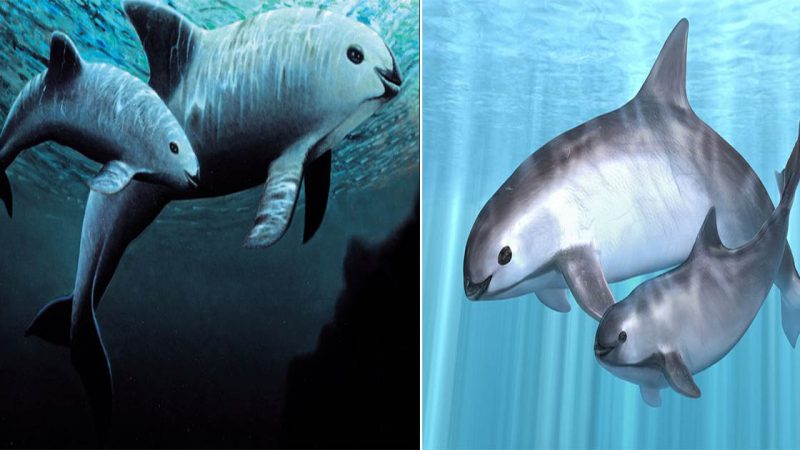 Vaquita Dolphin: A Whisper in the Gulf of California