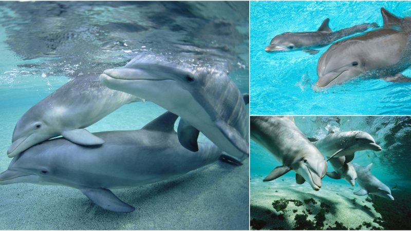 Discover the Adorable Antics of Common Bottlenose Dolphins