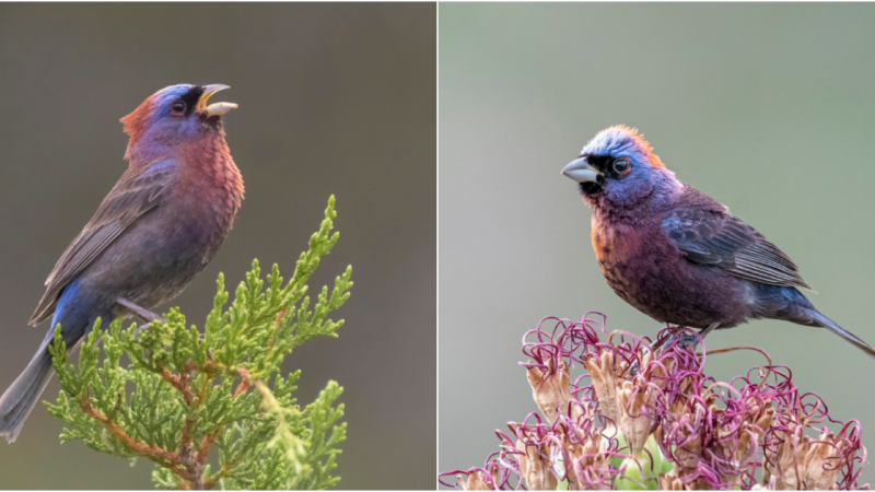 Celebrating the Varied Bunting: Nature’s Artistic Marvel