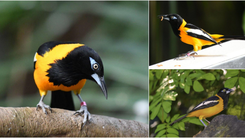 Exploring the Enigmatic Venezuelan Troupial: A Masterpiece of Nature’s Palette